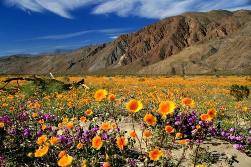 Anza-Borrego-Desert-Wildflower-Season